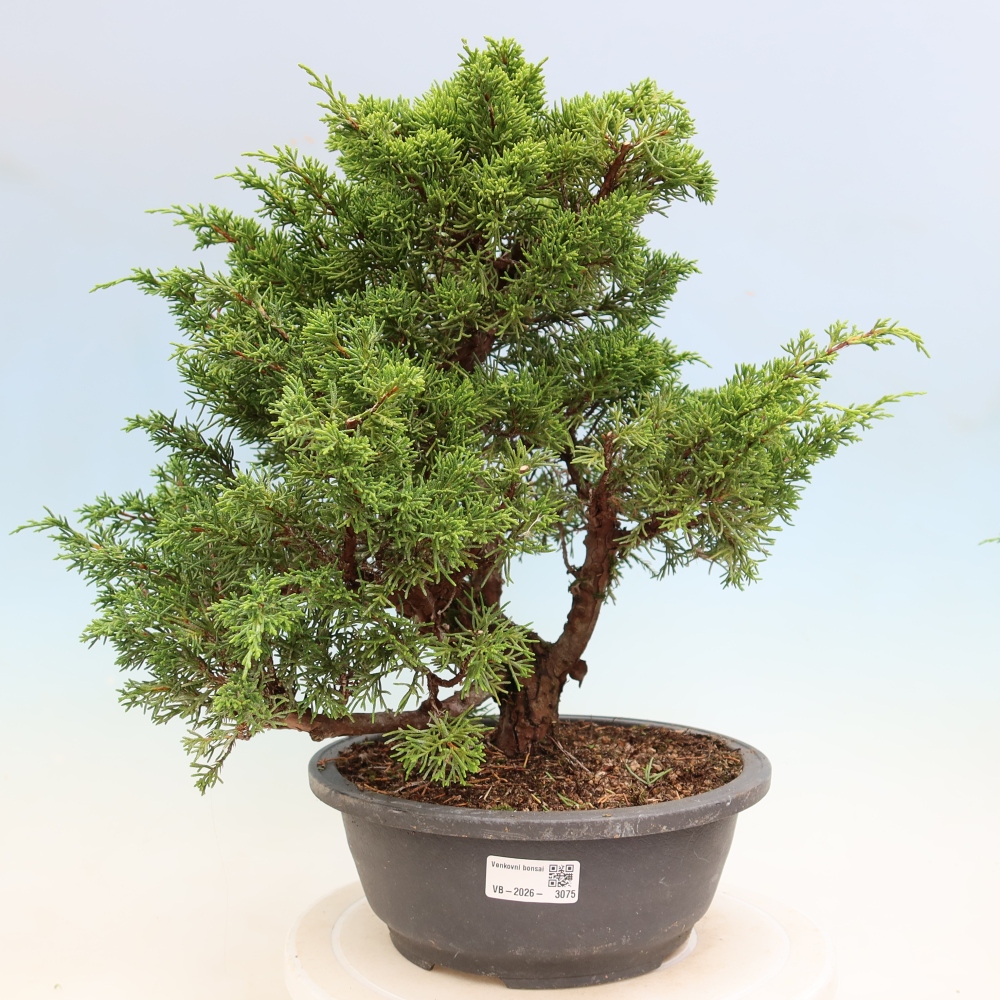 Venkovní bonsai - Juniperus chinensis Itoigawa-Jalovec čínský