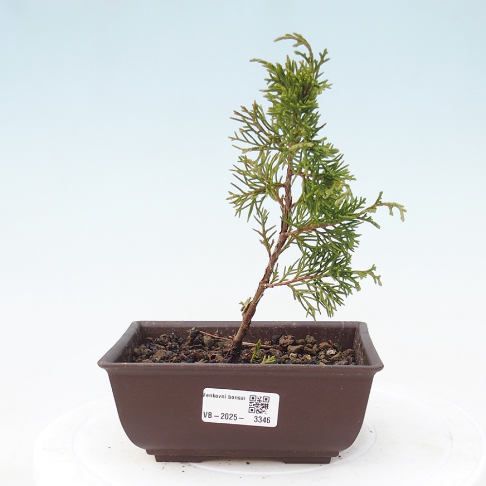 Venkovní bonsai - Juniperus chinensis Itoigawa -Jalovec čínský