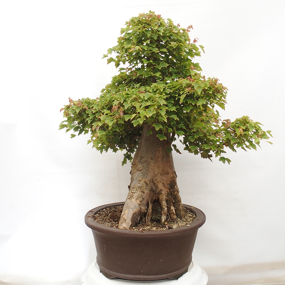 Venkovní bonsai - Acer Buergerianum - Javor Burgerův