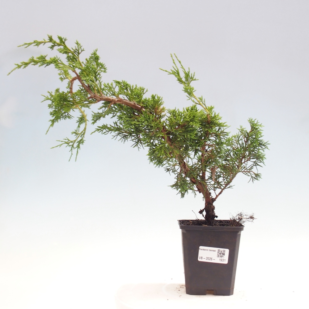Venkovní bonsai - Juniperus chinensis Itoigawa -Jalovec čínský