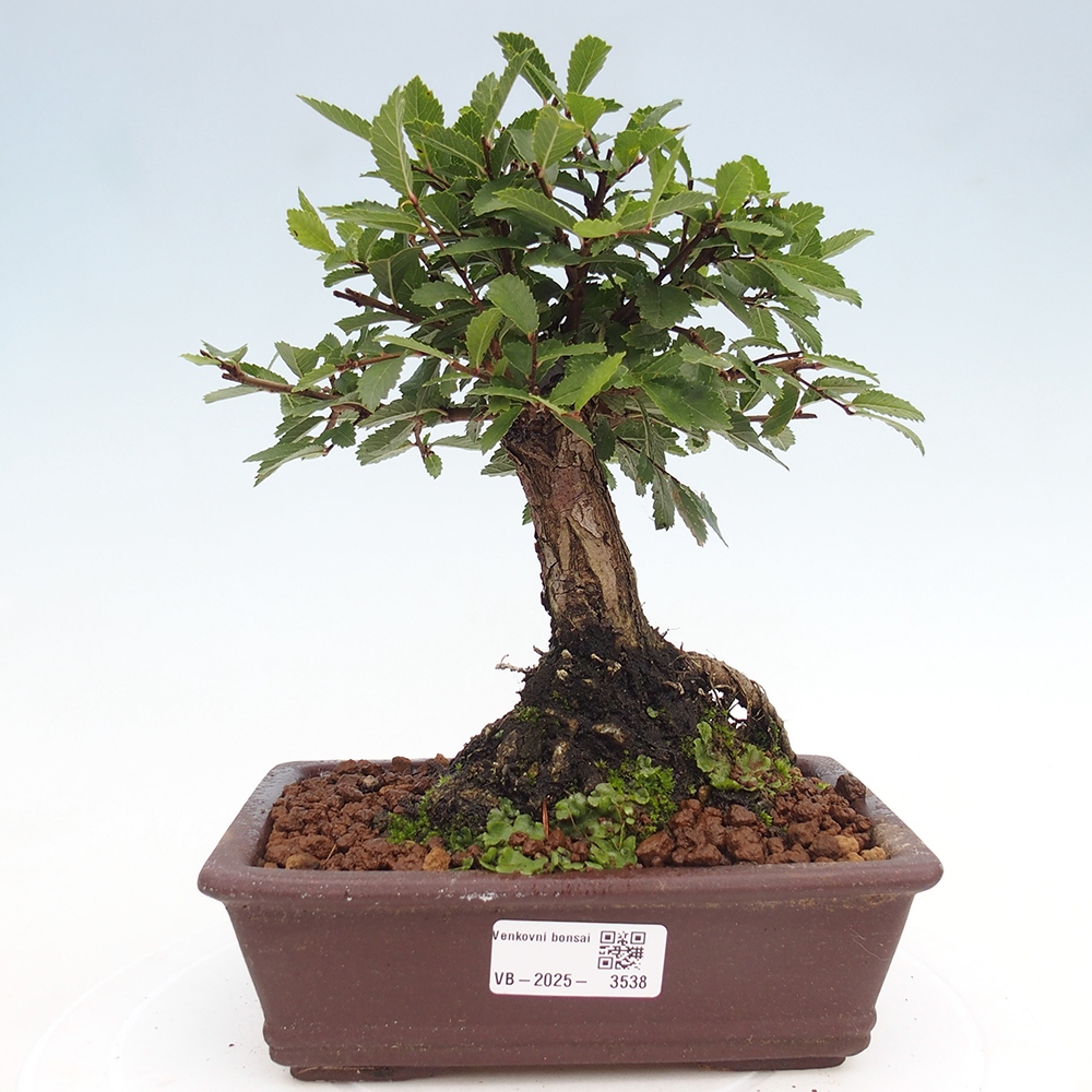 Venkovní bonsai - Zelkova - Zelkova NIRE