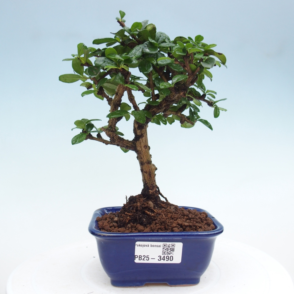 Pokojová bonsai - Carmona macrophylla - Čaj fuki