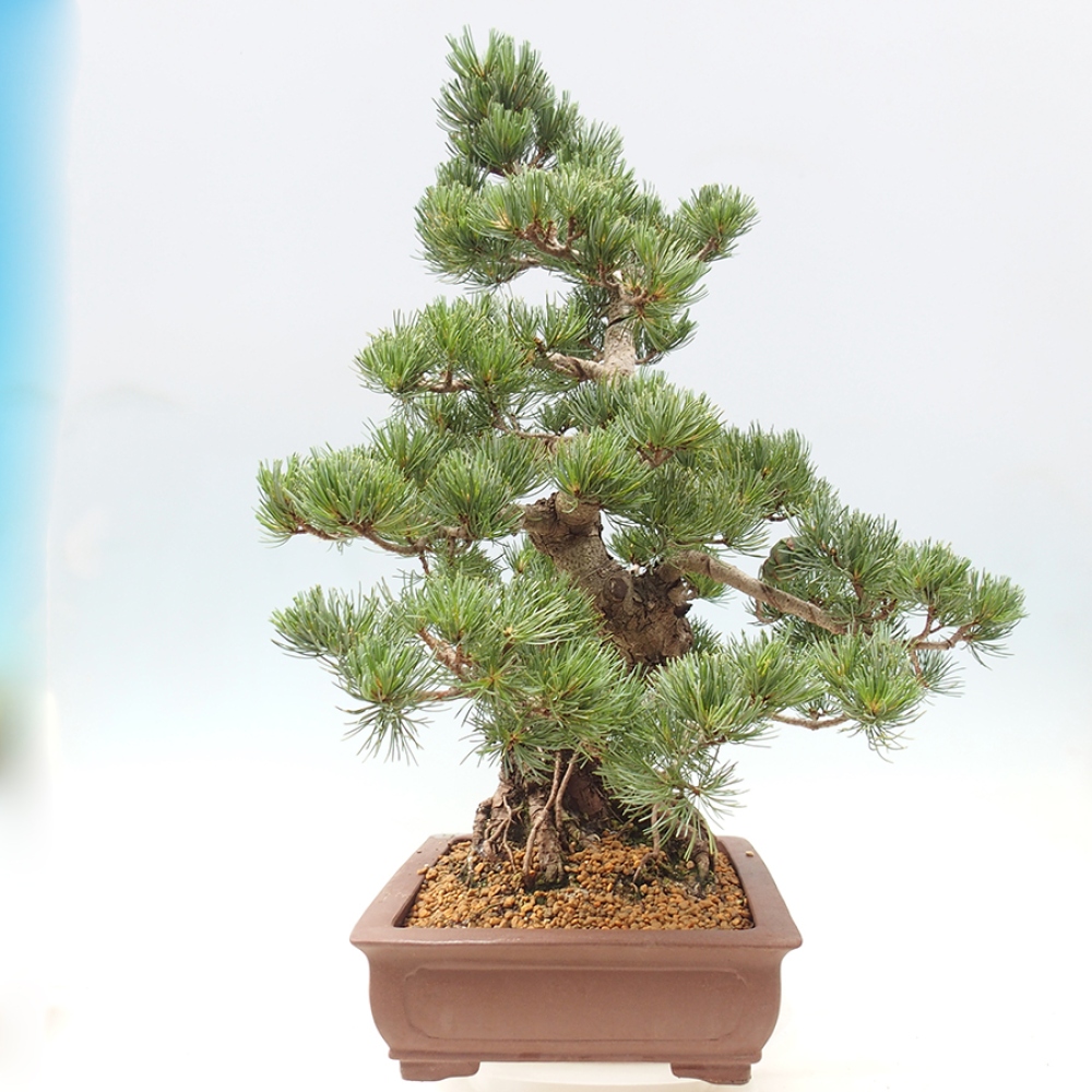 Venkovní bonsai - Pinus parviflora - Borovice drobnokvětá
