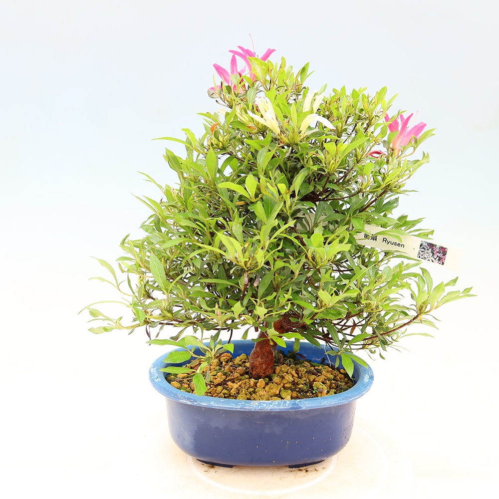 Venkovní bonsai - Japonská azalka - Azalea Ryusen