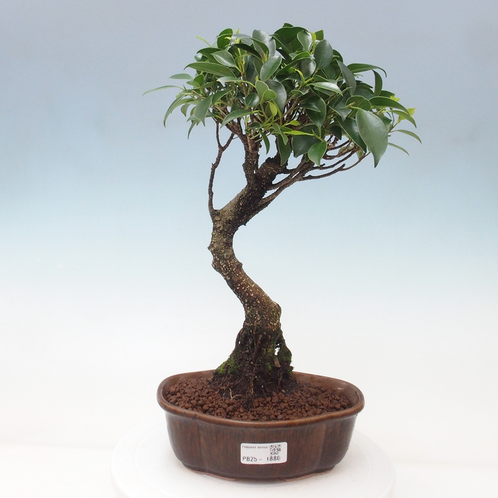 Pokojová bonsai - Ficus retusa -  malolistý fíkus