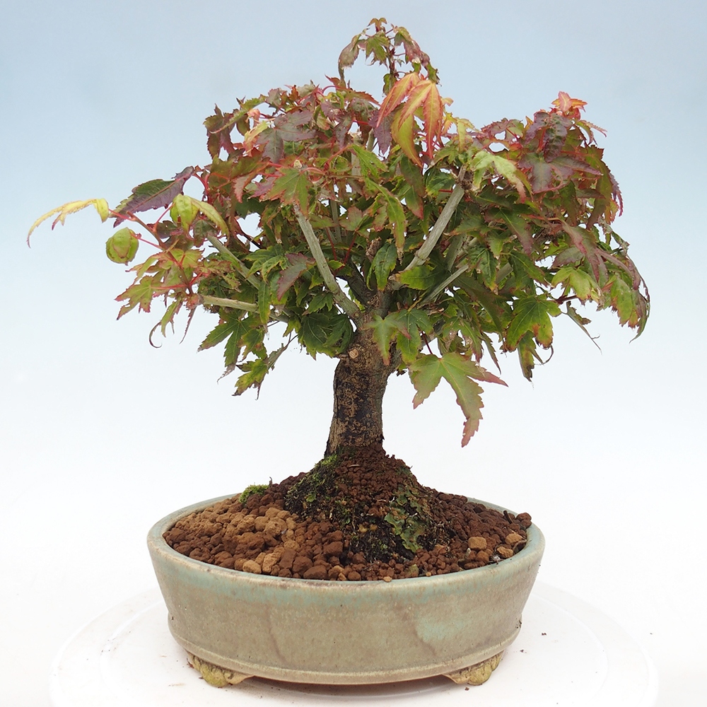 Acer palmatum KIOHIME - Javor dlanitolistý