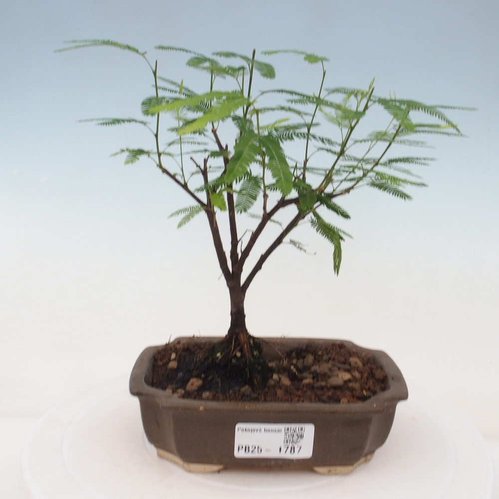 Pokojová bonsai-Calliandra surinamensis Dixie Pink - Kaliandra Suriámská