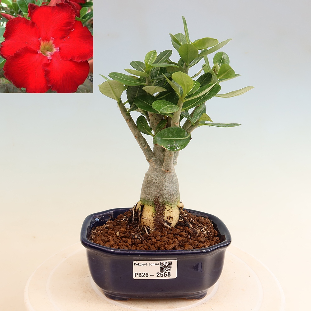 Pokojová bonsai - Adenium obesum Red Star - Pouštní růže