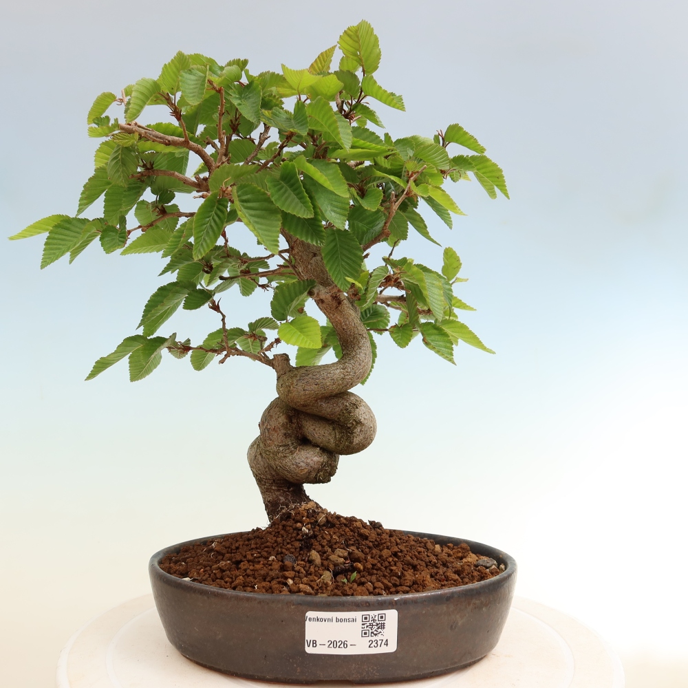 Venkovní bonsai -Carpinus coreana - Habr korejský