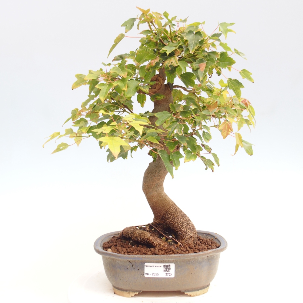 Venkovní bonsai - Acer Buergerianum - Javor Burgerův
