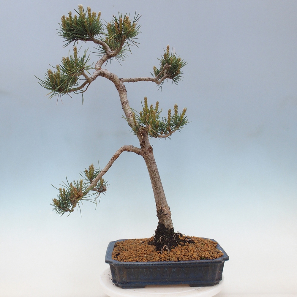 Venkovní bonsai - Pinus Sylvestris Watererri - Borovice lesní