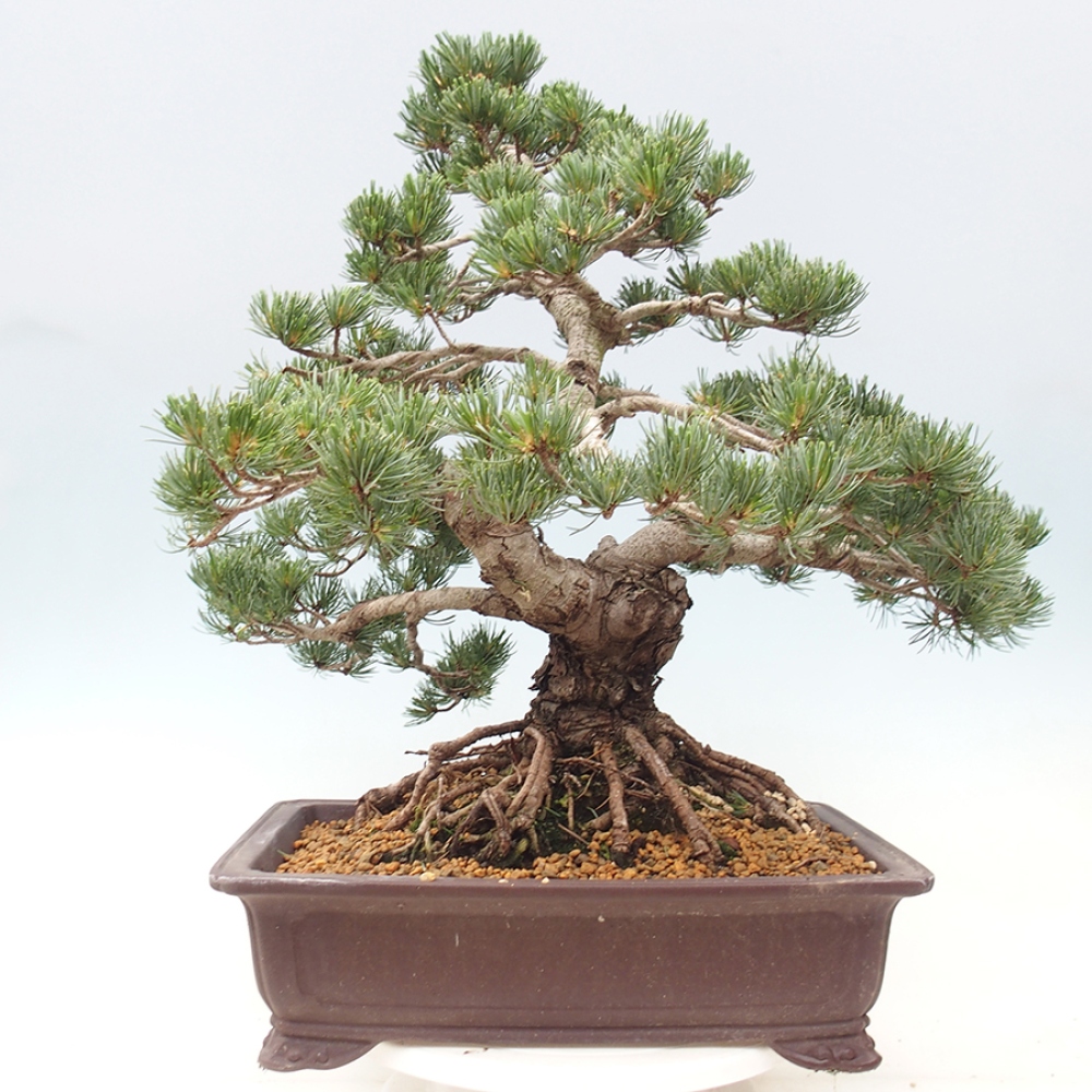 Venkovní bonsai - Pinus parviflora - Borovice drobnokvětá