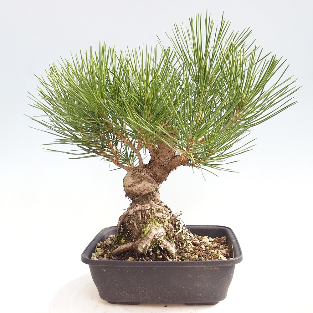 Venkovní bonsai - Pinus thunbergii - Borovice thunbergova