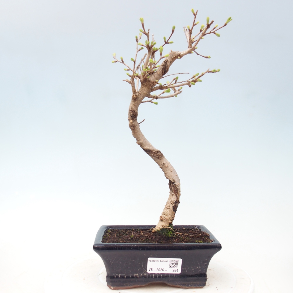 Venkovní bonsai -Pseudolarix amabis-Pamodřín