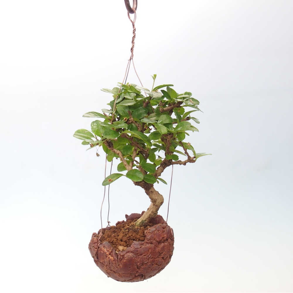 Kokedama v keramice - Čaj-fuki - Carmona macrophylla