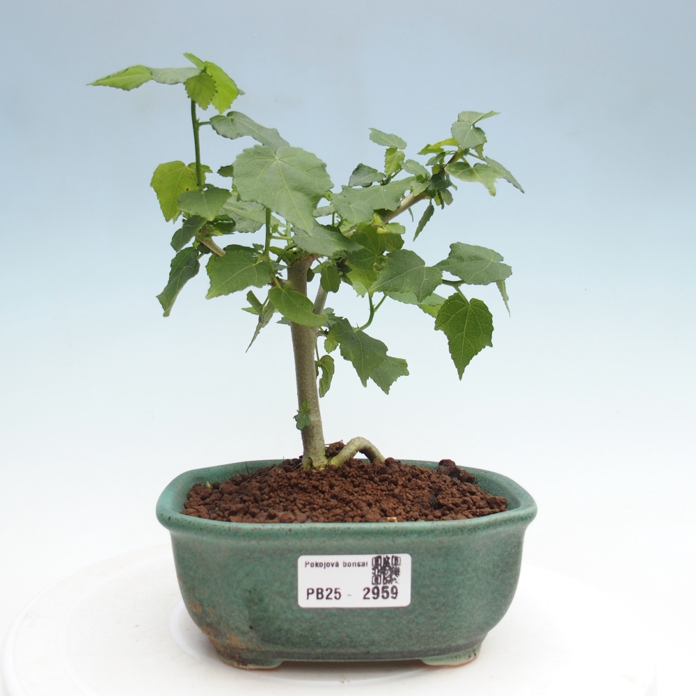 Pokojová bonsai - Malvaviscus arboreus - ibiškovec dřevnatý