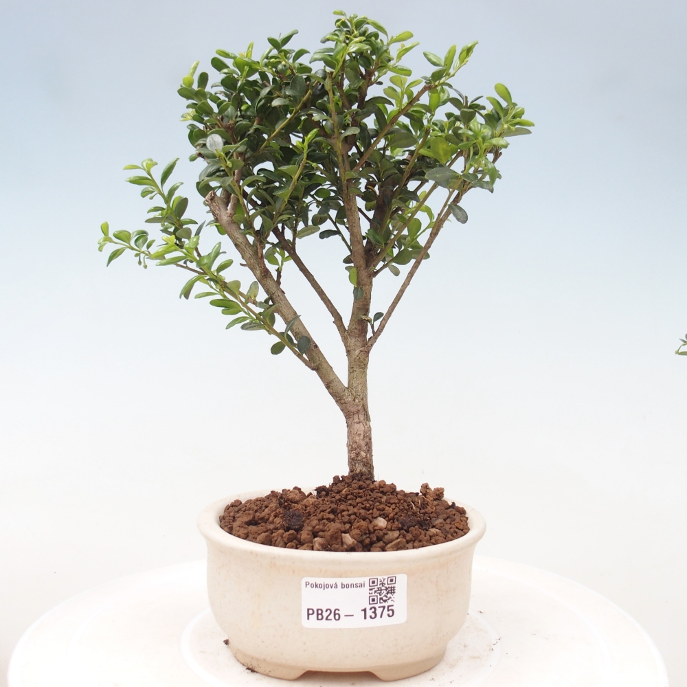 Pokojová bonsai - Ilex crenata - Cesmína