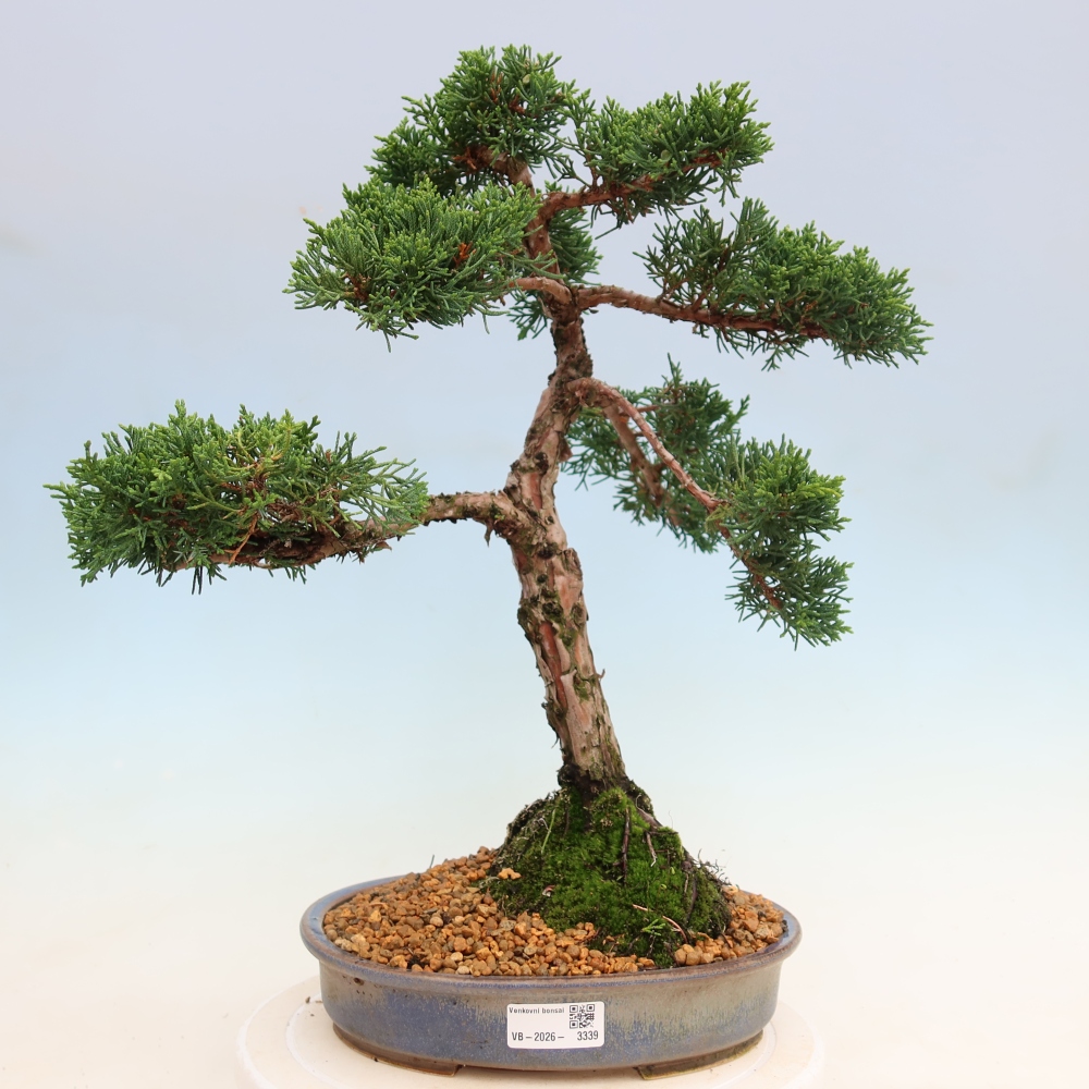 Venkovní bonsai - Juniperus chinensis Kishu -Jalovec čínský