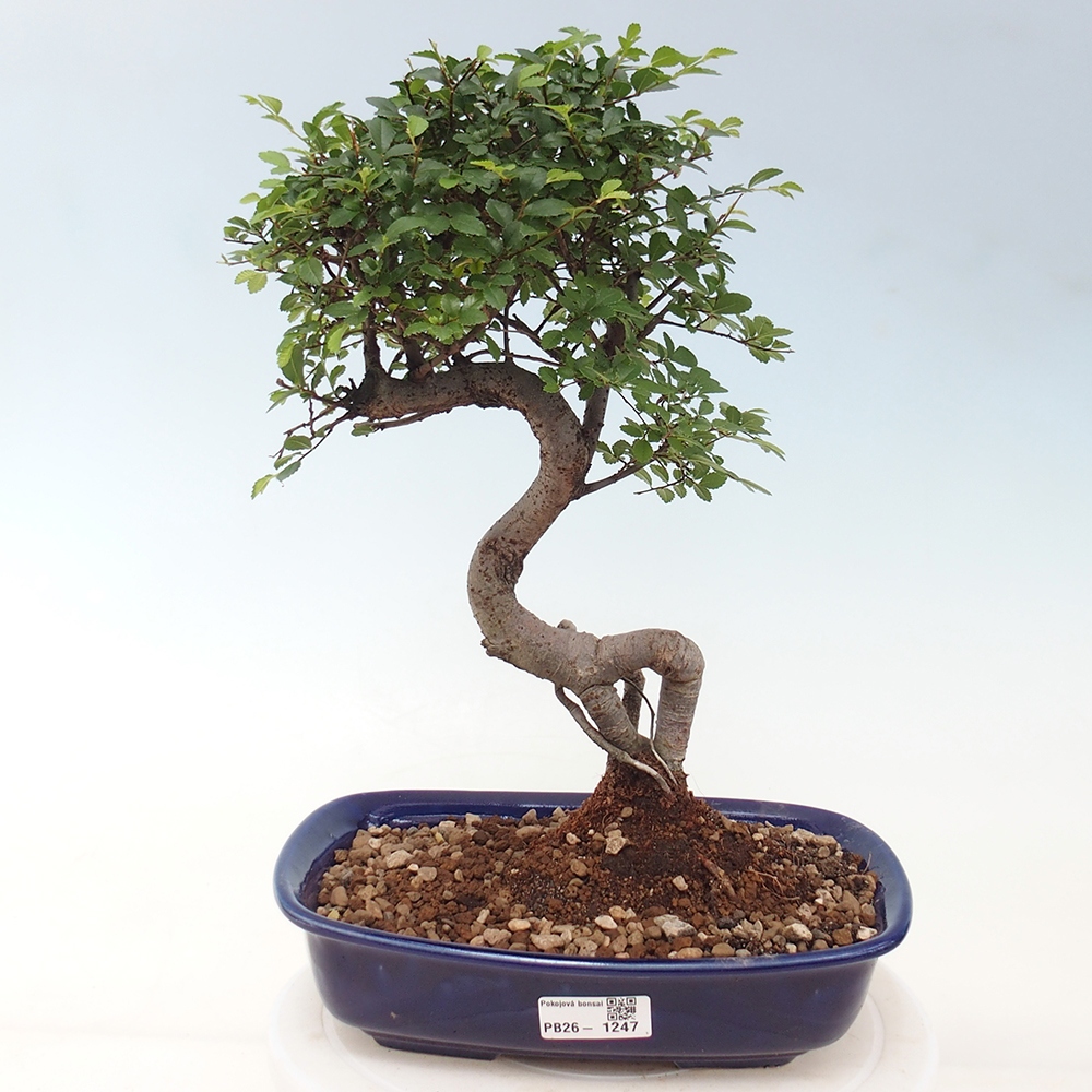 Pokojová bonsai - Ulmus parvifolia - Malolistý jilm