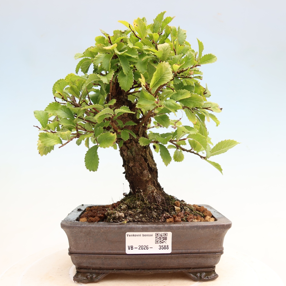 Venkovní bonsai - Zelkova - Zelkova NIRE