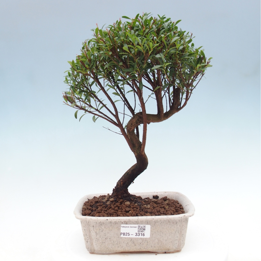 Pokojová bonsai - Syzygium - Pimentovník