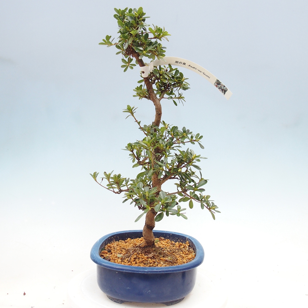 Venkovní bonsai - Japonská azalka - Azalea Asahi-no-izumi