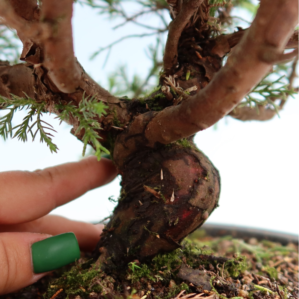 Venkovní bonsai - Juniperus chinensis Itoigawa-Jalovec čínský