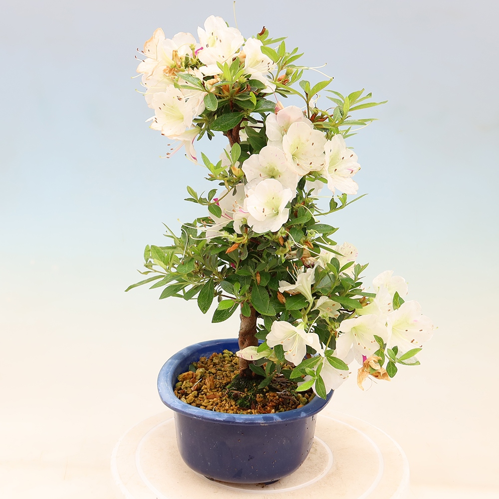 Venkovní bonsai - Japonská azalka - Azalea Yukigesho