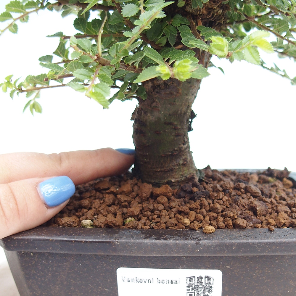 Venkovní bonsai - Ulmus parvifolia Hokkaido - jilm Čínský