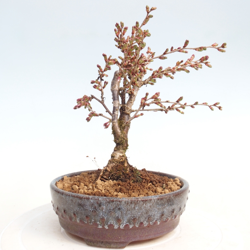 Venkovní bonsai - Prunus incisa Kojou-no mai-Slivoň vyříznutá