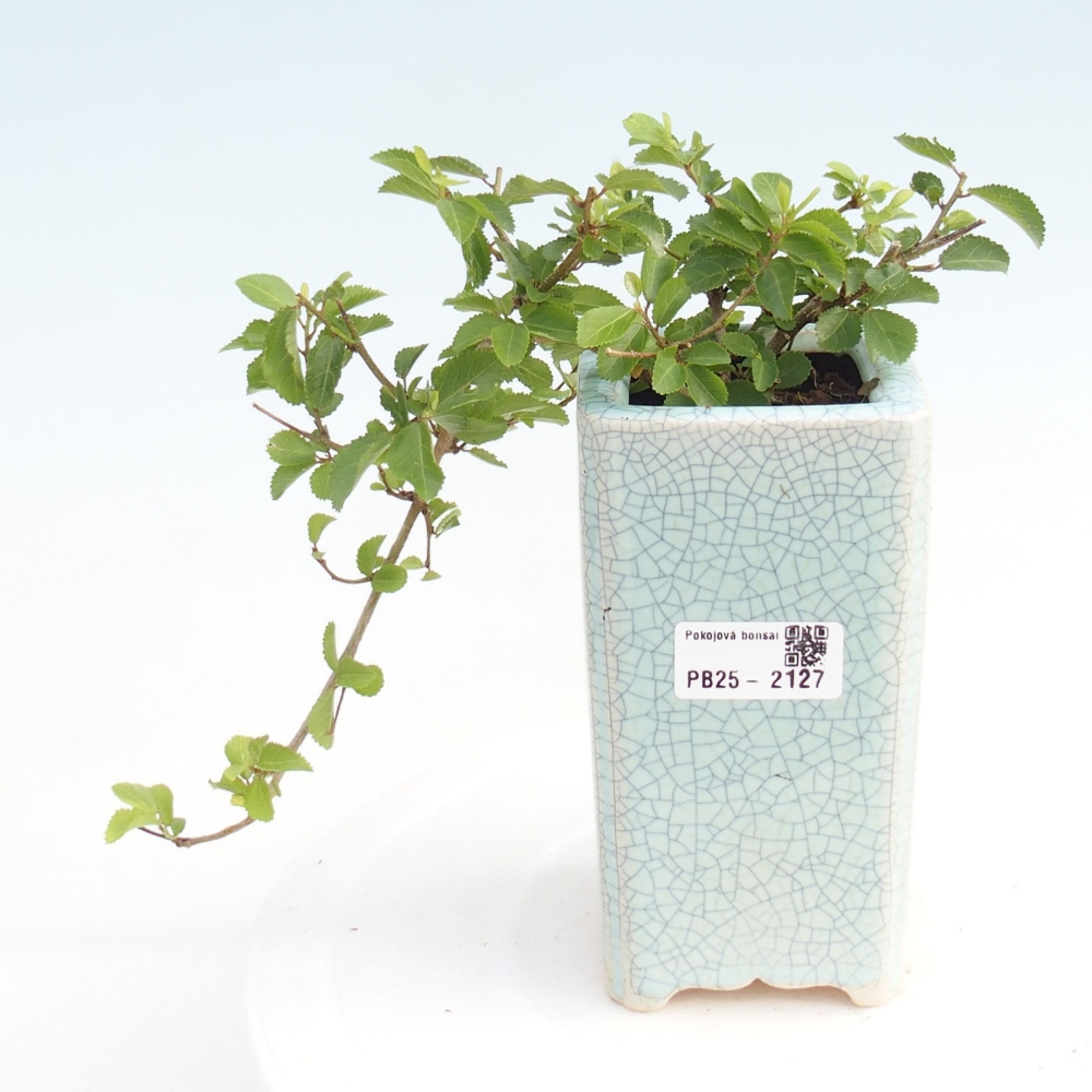 Pokojová bonsai - Grewia occidentalis - Hvězdice levandulová
