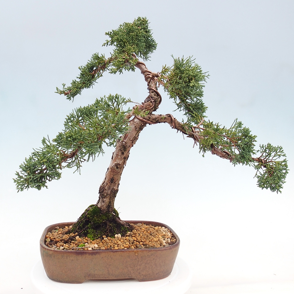 Venkovní bonsai - Juniperus chinensis Kishu -Jalovec čínský
