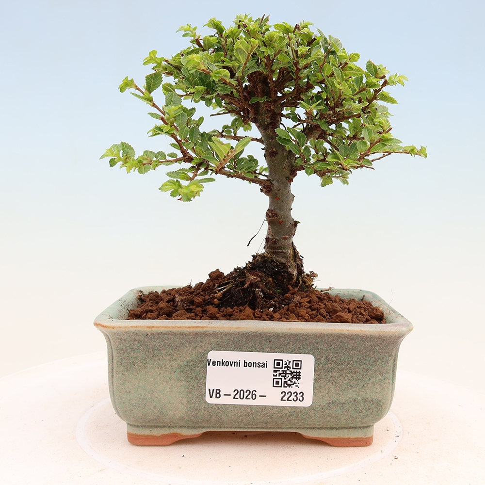 Venkovní bonsai - Ulmus parvifolia Sagei - Malolistý jilm