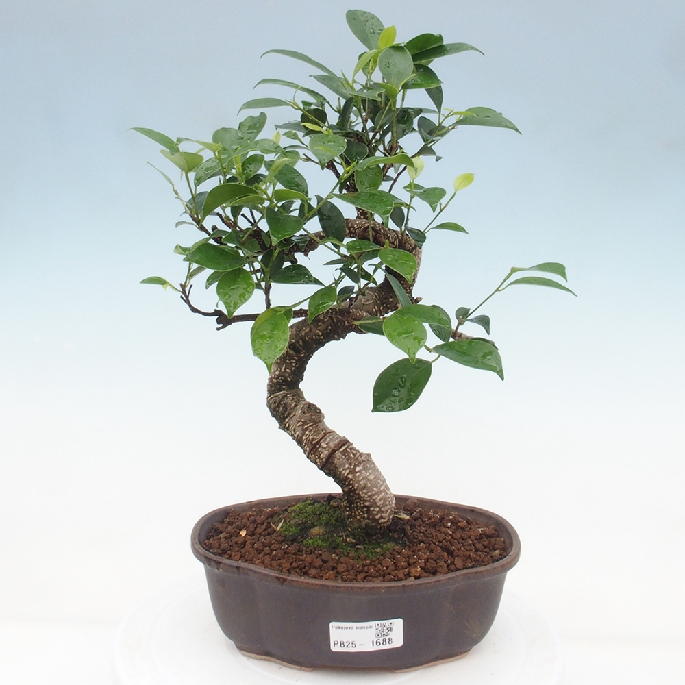 Pokojová bonsai - Ficus retusa -  malolistý fíkus