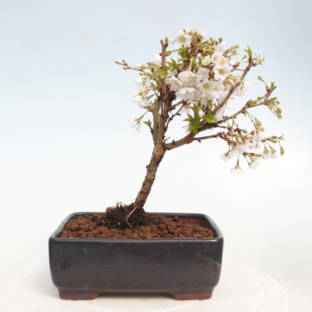 Venkovní bonsai - Prunus incisa Kojou-no mai-Slivoň vyříznutá