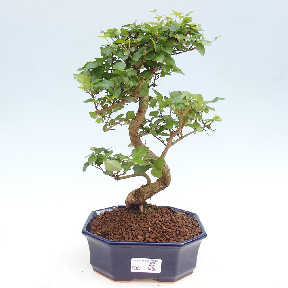 Pokojová bonsai -Ligustrum chinensis - Ptačí zob