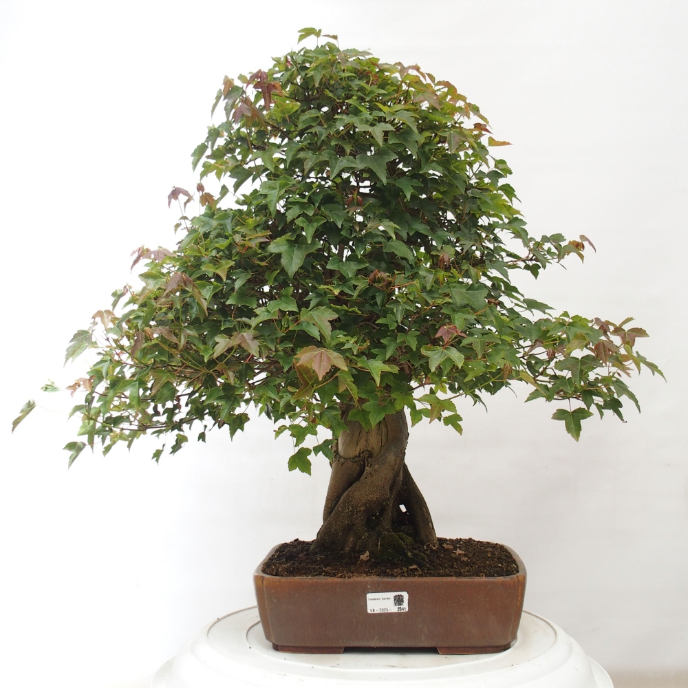 Venkovní bonsai - Acer Buergerianum - Javor Burgerův