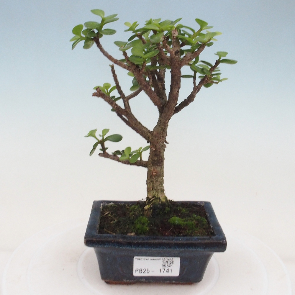 Pokojová bonsai - Portulakaria Afra - Tlustice