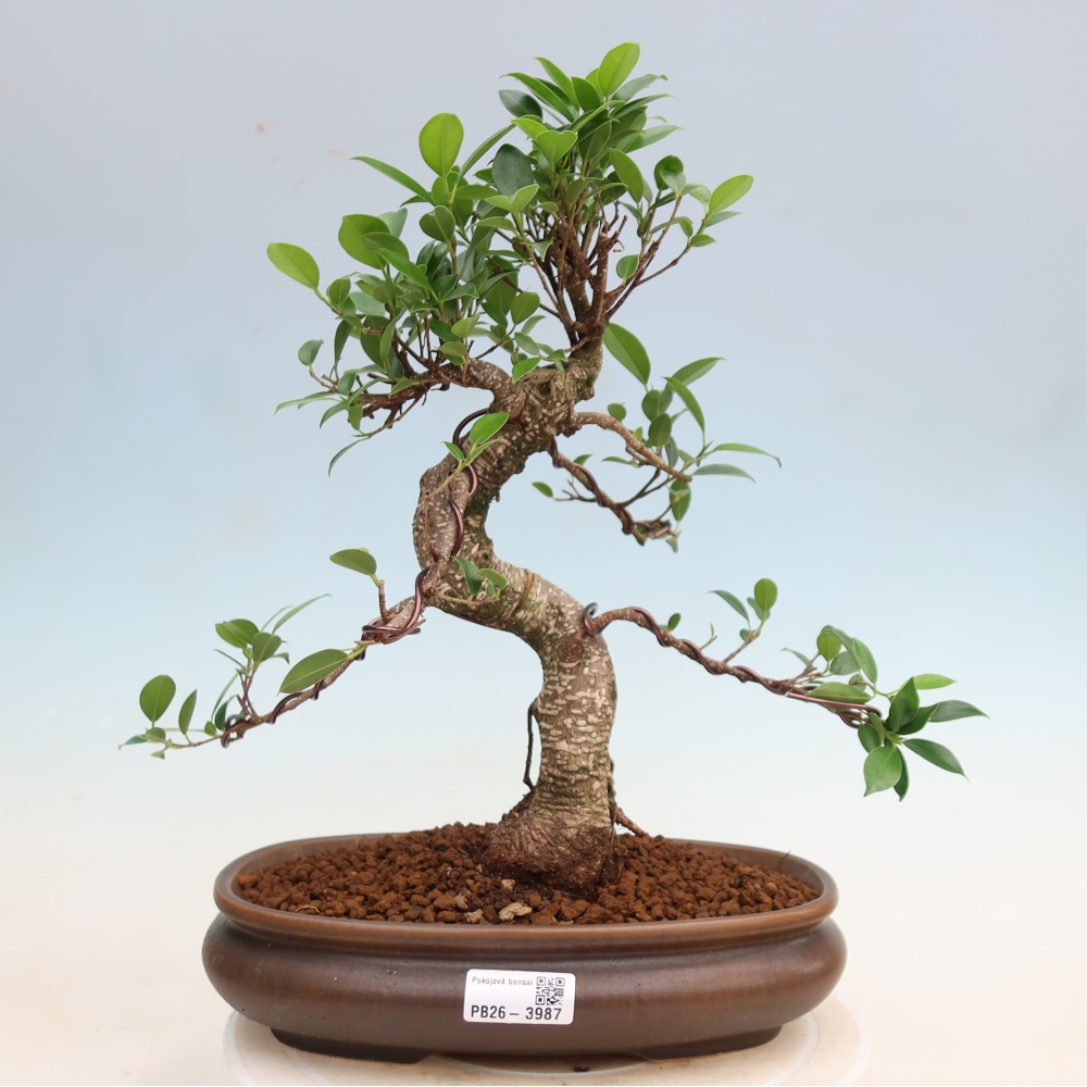 Pokojová bonsai - Ficus kimmen -  malolistý fíkus