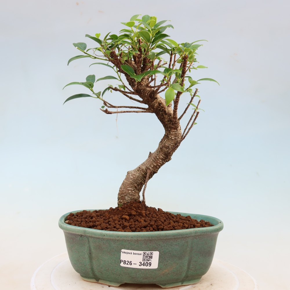 Pokojová bonsai - Ficus kimmen -  malolistý fíkus