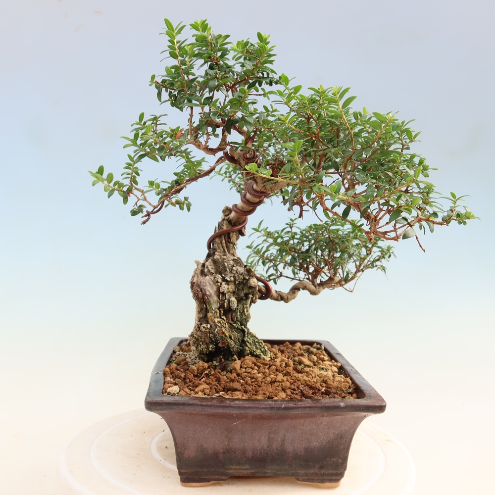 Pokojová bonsai - Myrtus communis - Myrta obecná