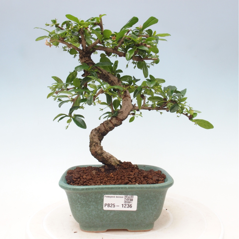 Pokojová bonsai - Carmona macrophylla - Čaj fuki