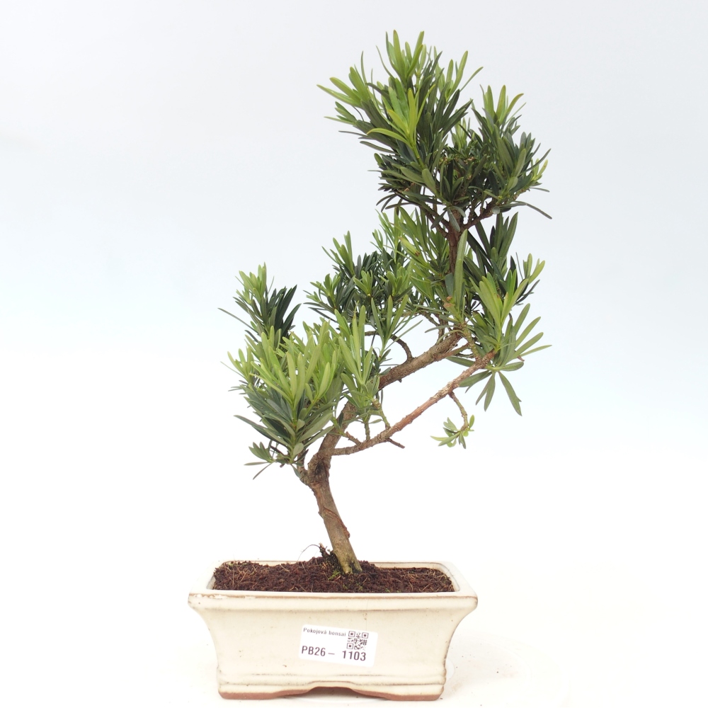 Pokojová bonsai - Podocarpus - Kamenný tis