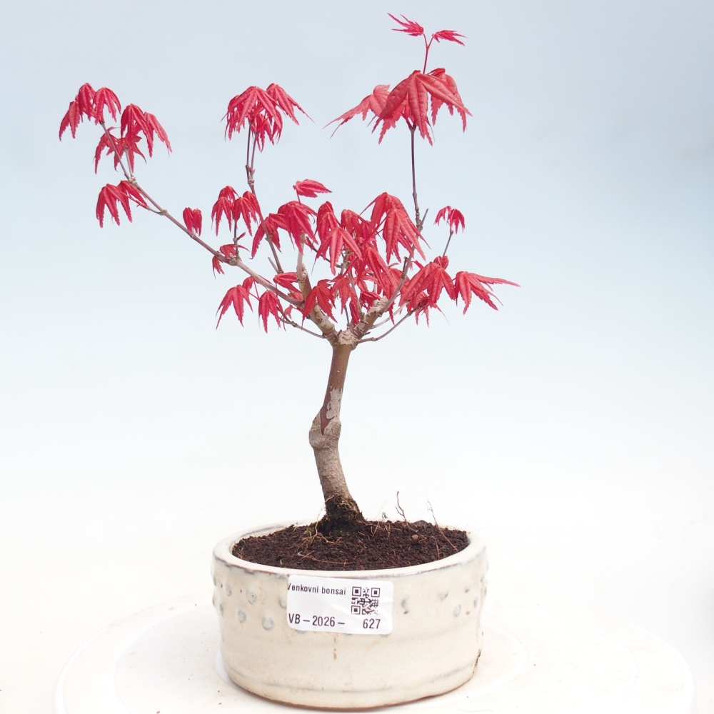 Venkovní bonsai - Javor dlanitolistý - Acer palmatum DESHOJO