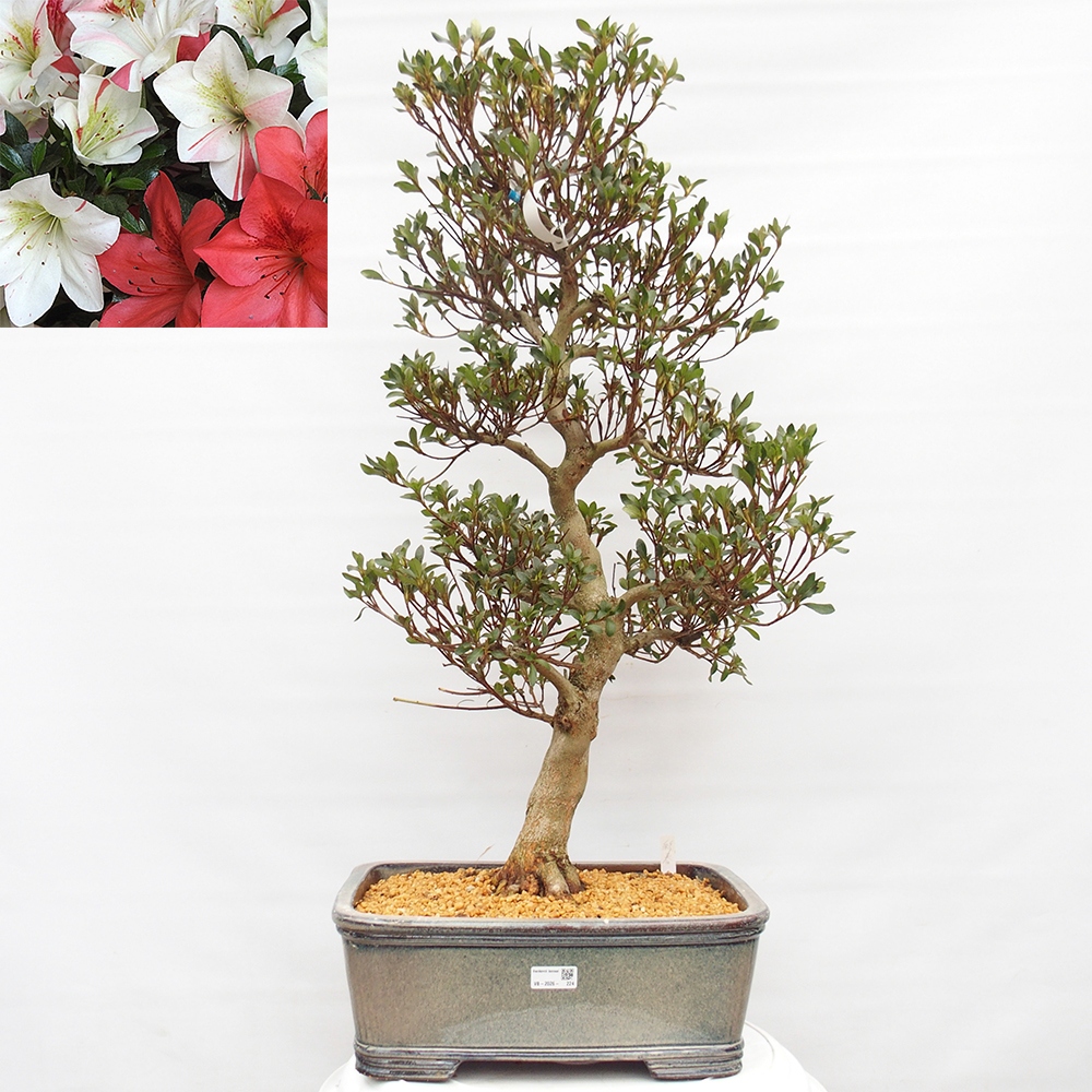 Venkovní bonsai - Japonská azalka - Azalea Saishun