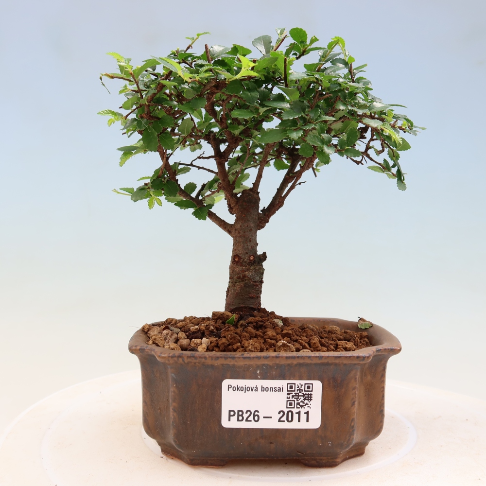 Pokojová bonsai - Ulmus parvifolia - Malolistý jilm