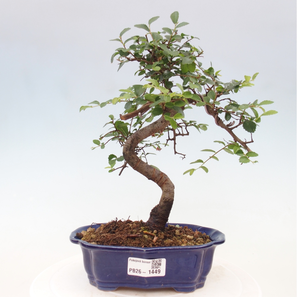Pokojová bonsai - Ulmus parvifolia - Malolistý jilm
