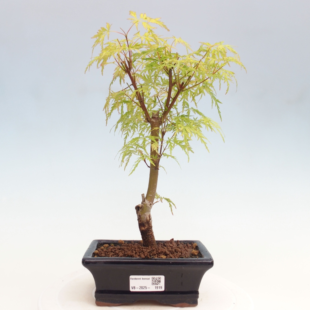 Venkovní bonsai - Acer palmatum Dissectum - Javor dlanitolistý 
