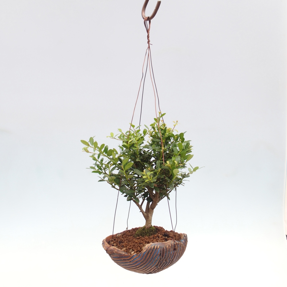 Kokedama v keramice - Ilex crenata - Cesmína