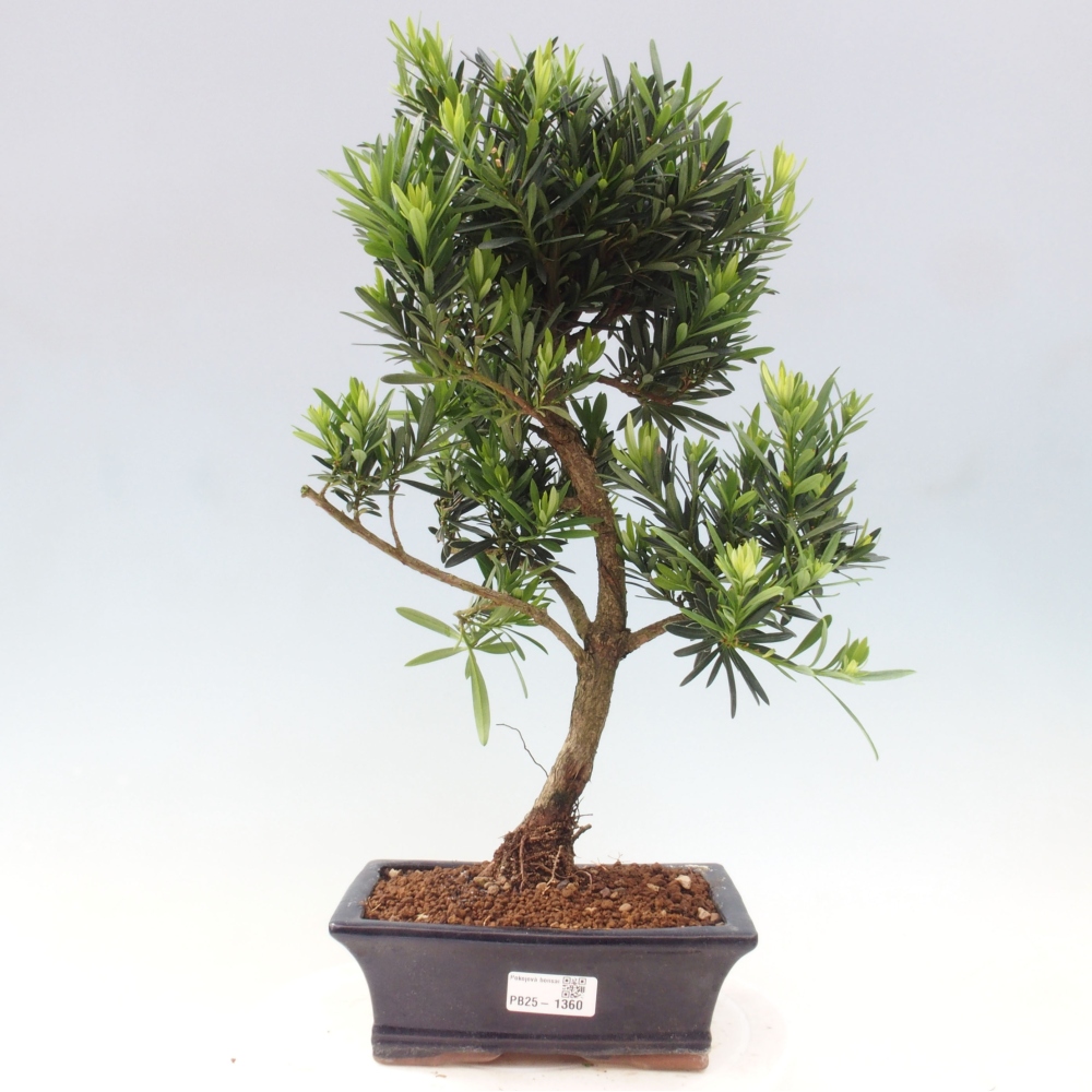 Pokojová bonsai - Podocarpus - Kamenný tis